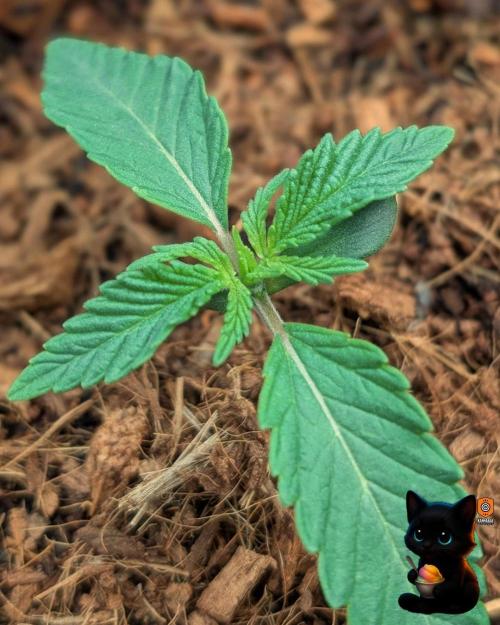 Sunset Sherbet GF (MY TURN) - Catlife420. Week 2 - 11-3 
Day 10