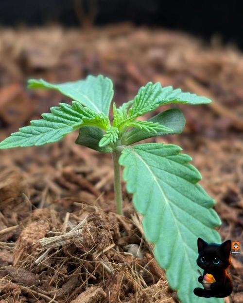 Sunset Sherbet GF (MY TURN) - Catlife420. Week 2 - 11-3 
Day 10