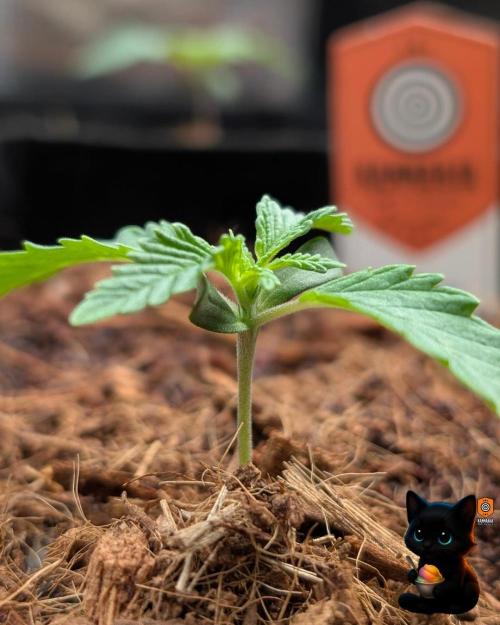 Sunset Sherbet GF (MY TURN) - Catlife420. Week 2 - 11-3 
Day 10