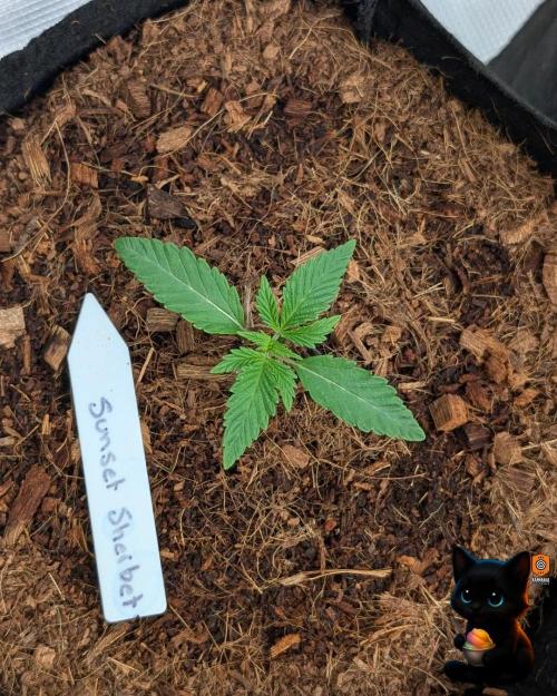 Sunset Sherbet GF (MY TURN) - Catlife420. Week 2 - 11-4
Day 11