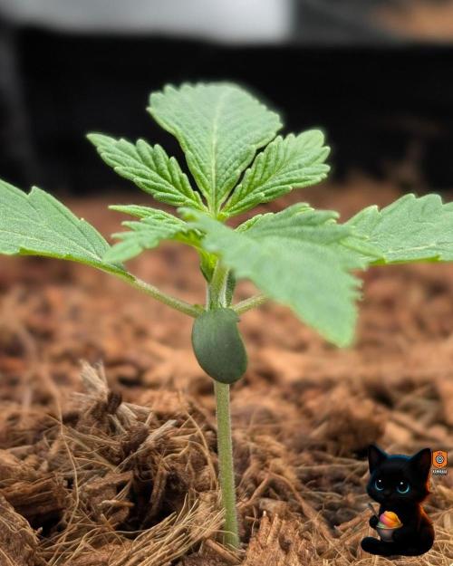 Sunset Sherbet GF (MY TURN) - Catlife420. Week 2 - 11-4
Day 11