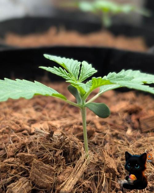 Sunset Sherbet GF (MY TURN) - Catlife420. Week 2 - 11-4
Day 11