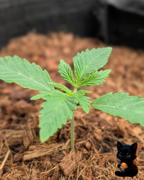 Sunset Sherbet GF (MY TURN) - Catlife420. Week 2 - 11-4
Day 11