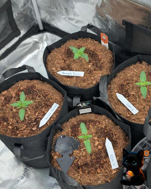 Sunset Sherbet GF (MY TURN) - Catlife420. Week 2 - 11-4
Day 11