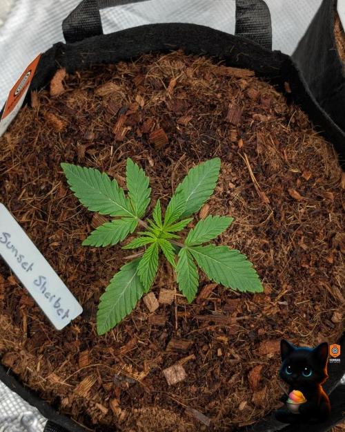 Sunset Sherbet GF (MY TURN) - Catlife420. Week 2 - 11-7
Day 14