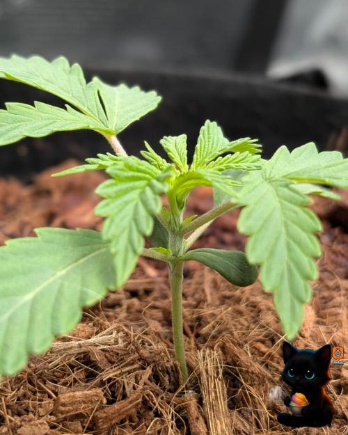 Sunset Sherbet GF (MY TURN) - Catlife420. Week 2 - 11-7
Day 14