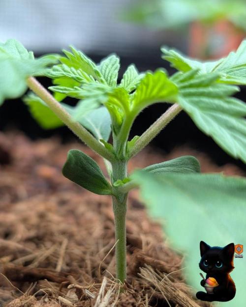 Sunset Sherbet GF (MY TURN) - Catlife420. Week 2 - 11-7
Day 14