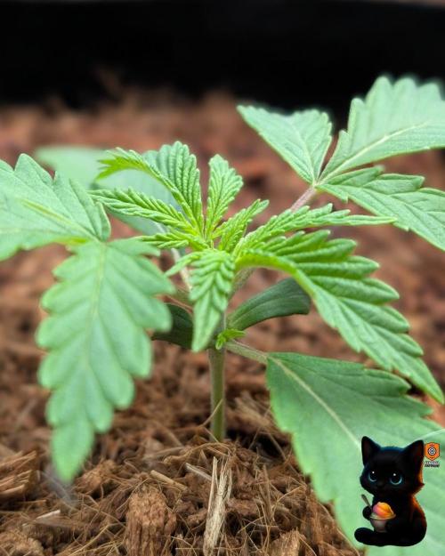 Sunset Sherbet GF (MY TURN) - Catlife420. Week 2 - 11-7
Day 14