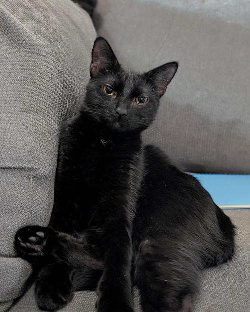 Sunset Sherbet GF (MY TURN) - Catlife420. Week 2 - August Midnights