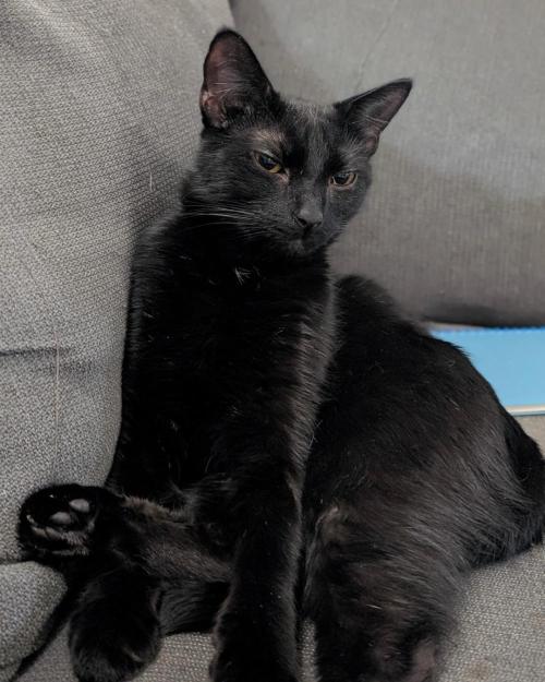 Sunset Sherbet GF (MY TURN) - Catlife420. Week 2 - August Midnights