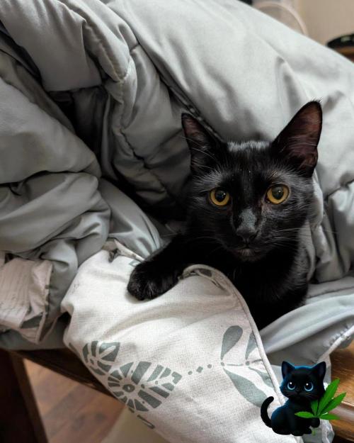 Sunset Sherbet GF (MY TURN) - Catlife420. Week 2 - August Midnights