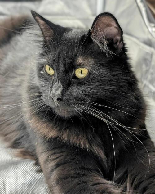 Sunset Sherbet GF (MY TURN) - Catlife420. Week 2 - Guy