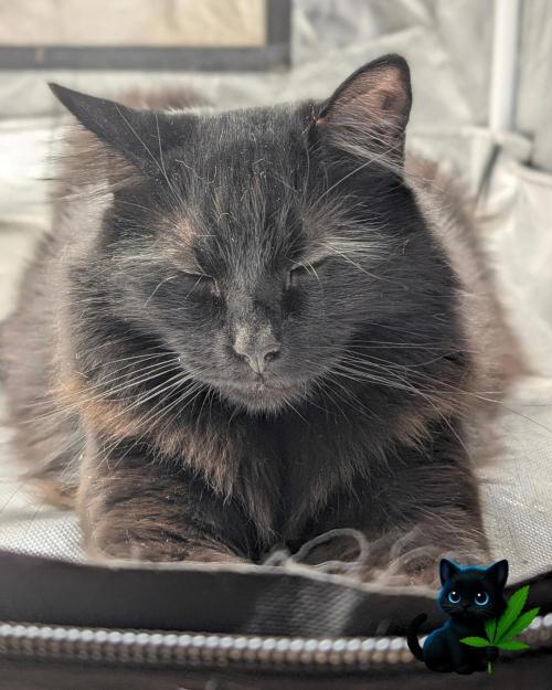 Sunset Sherbet GF (MY TURN) - Catlife420. Week 2 - Guy