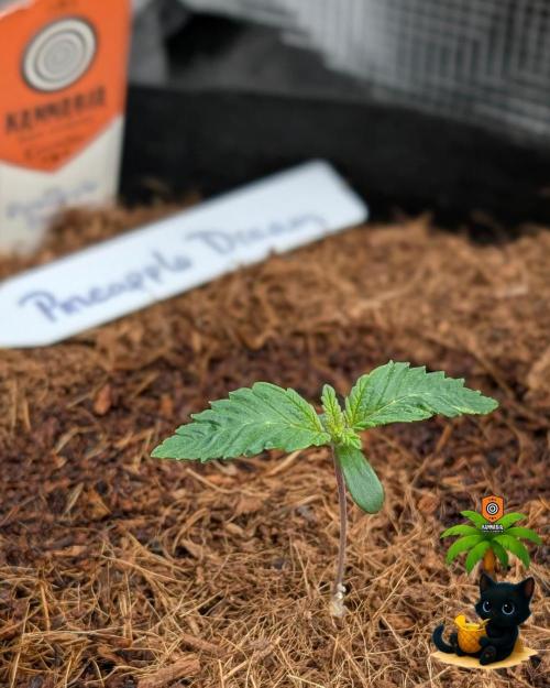 The Dreamy, Pineapple Dream - Catlife420. Week 2 - 11-1
Day 8