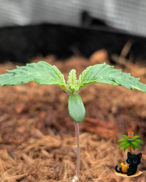 The Dreamy, Pineapple Dream - Catlife420. Week 2 - 11-1
Day 8