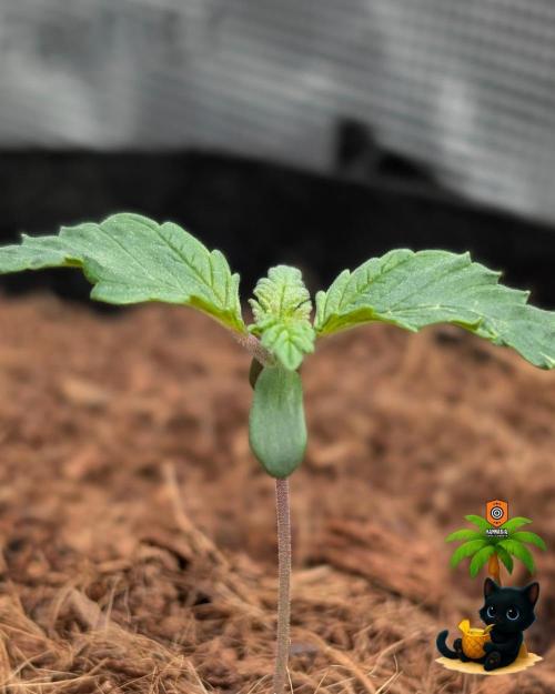 The Dreamy, Pineapple Dream - Catlife420. Week 2 - 11-2
Day 9