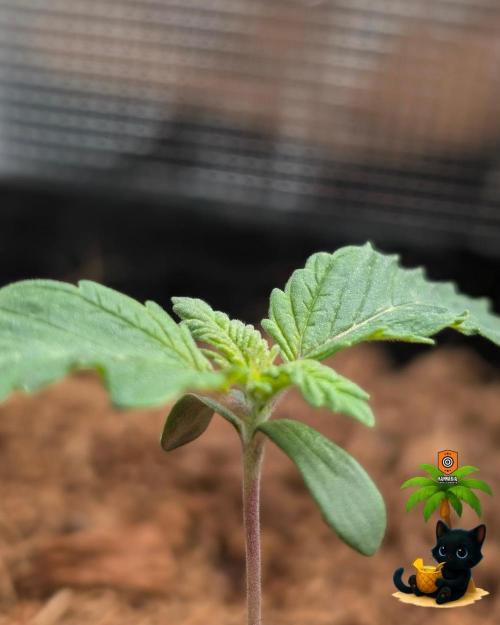 The Dreamy, Pineapple Dream - Catlife420. Week 2 - 11-2
Day 9