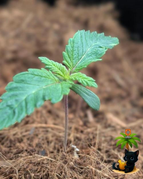 The Dreamy, Pineapple Dream - Catlife420. Week 2 - 11-2
Day 9