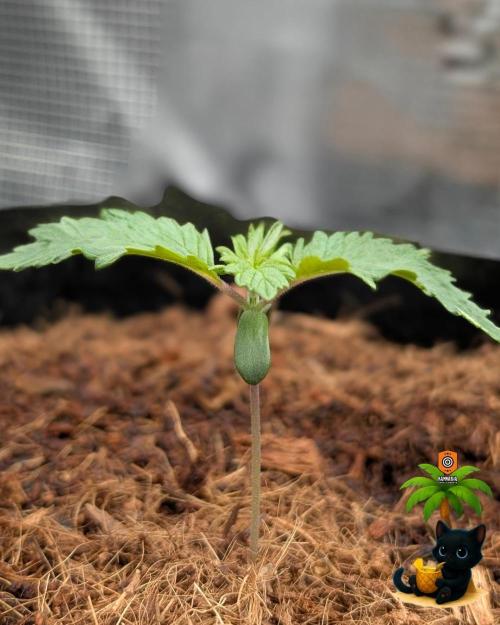 The Dreamy, Pineapple Dream - Catlife420. Week 2 - 11-3
Day 10