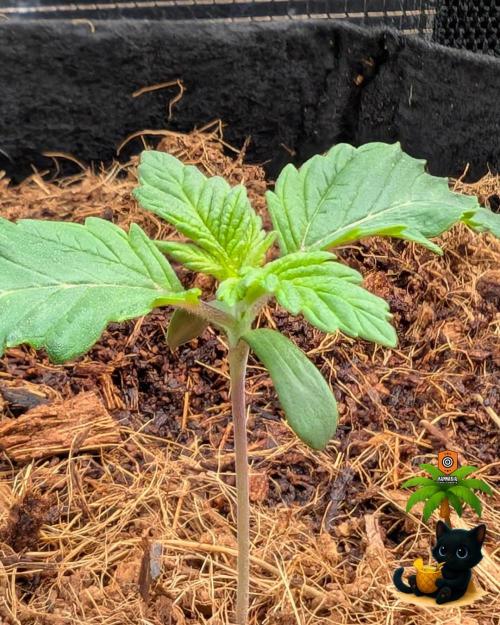 The Dreamy, Pineapple Dream - Catlife420. Week 2 - 11-3
Day 10