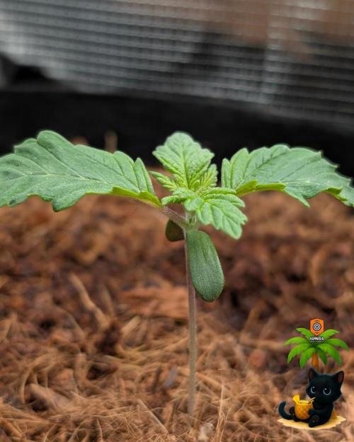 The Dreamy, Pineapple Dream - Catlife420. Week 2 - 11-3
Day 10