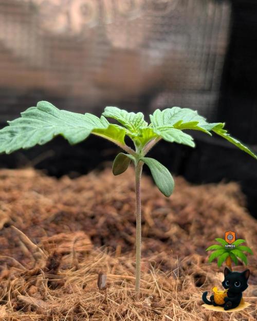 The Dreamy, Pineapple Dream - Catlife420. Week 2 - 11-3
Day 10