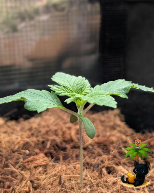 The Dreamy, Pineapple Dream - Catlife420. Week 2 - 11-4
Day 11