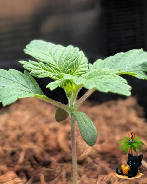 The Dreamy, Pineapple Dream - Catlife420. Week 2 - 11-4
Day 11