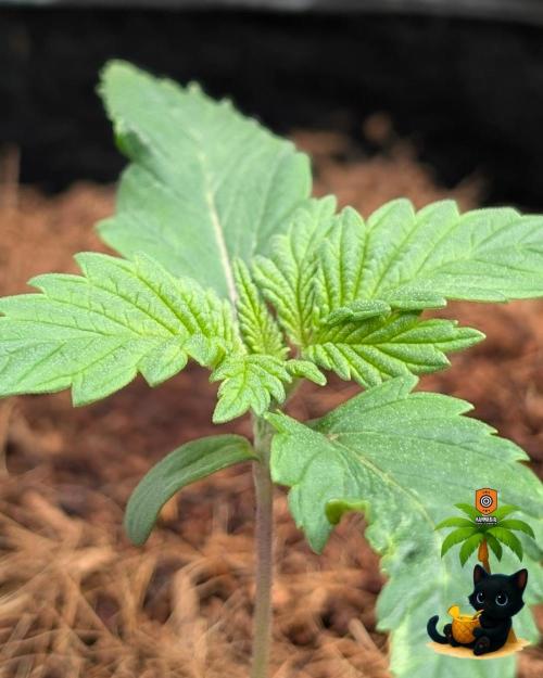 The Dreamy, Pineapple Dream - Catlife420. Week 2 - 11-4
Day 11