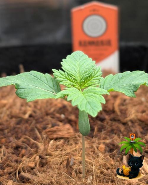 The Dreamy, Pineapple Dream - Catlife420. Week 2 - 11-4
Day 11