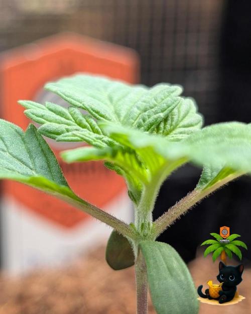 The Dreamy, Pineapple Dream - Catlife420. Week 2 - 11-4
Day 11