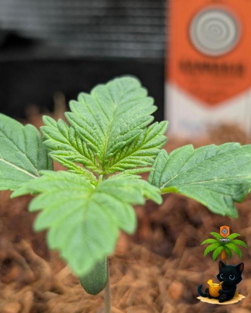 The Dreamy, Pineapple Dream - Catlife420. Week 2 - 11-4
Day 11