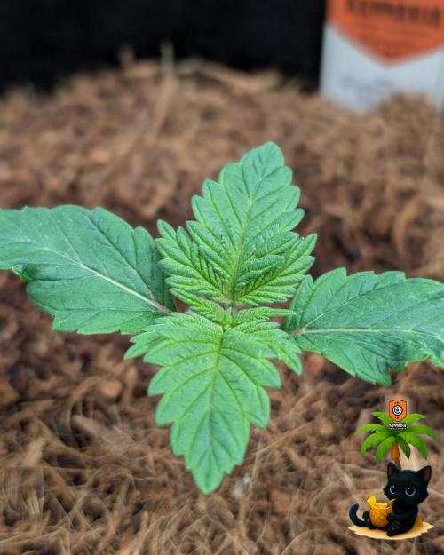 The Dreamy, Pineapple Dream - Catlife420. Week 2 - 11-4
Day 11