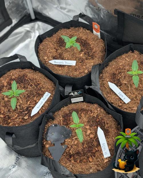 The Dreamy, Pineapple Dream - Catlife420. Week 2 - 11-4
Day 11