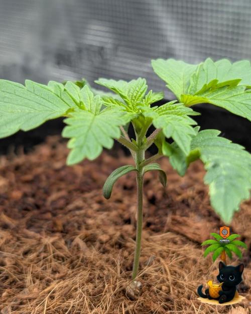 The Dreamy, Pineapple Dream - Catlife420. Week 2 - 11-7
Day 14