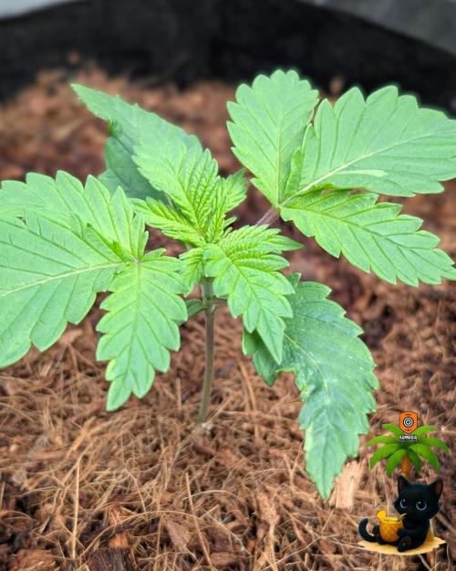 The Dreamy, Pineapple Dream - Catlife420. Week 2 - 11-7
Day 14