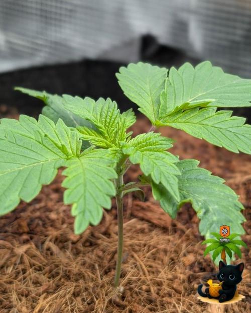 The Dreamy, Pineapple Dream - Catlife420. Week 2 - 11-7
Day 14