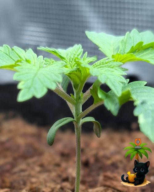 The Dreamy, Pineapple Dream - Catlife420. Week 2 - 11-7
Day 14