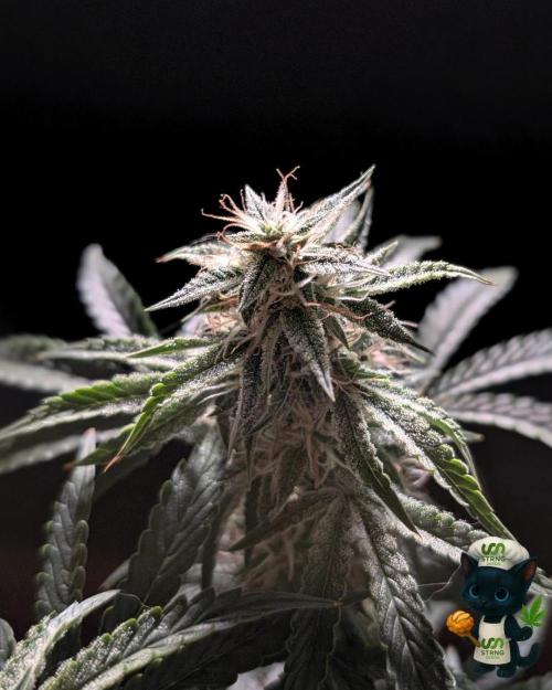 Apple Fritter STRNG style. Week 10