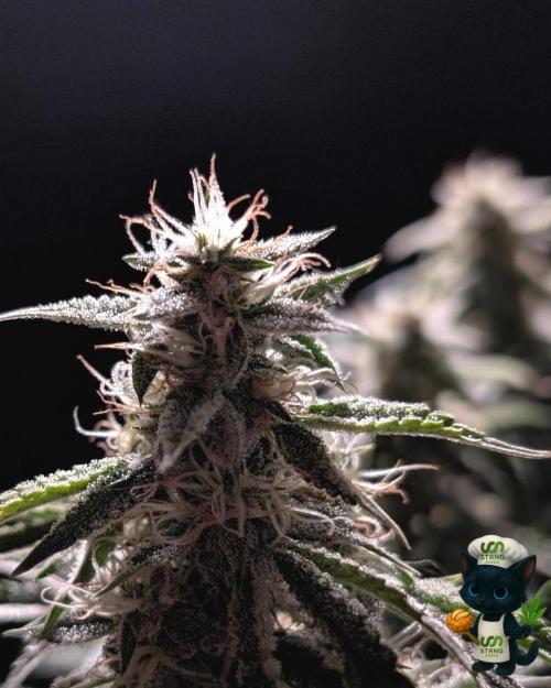 Apple Fritter STRNG style. Week 10