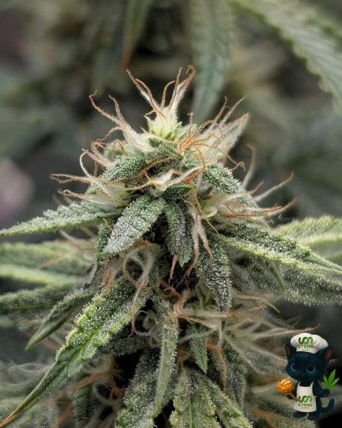 Apple Fritter STRNG style. Week 10