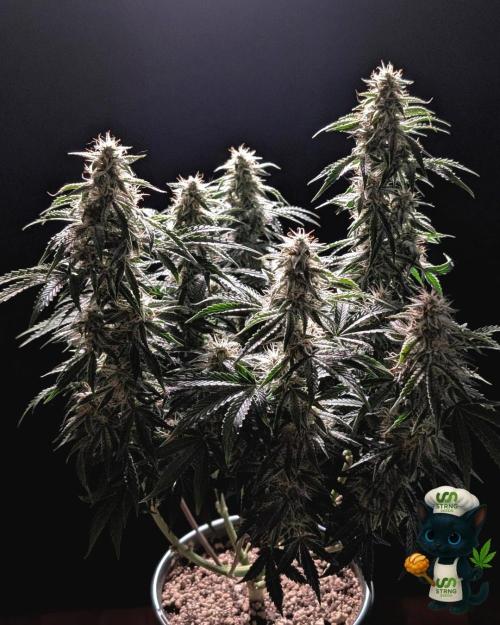 Apple Fritter STRNG style. Week 10