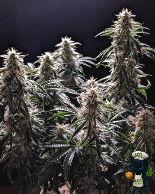 Apple Fritter STRNG style. Week 10