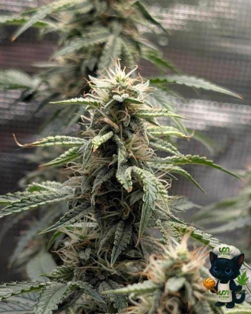 Apple Fritter STRNG style. Week 10