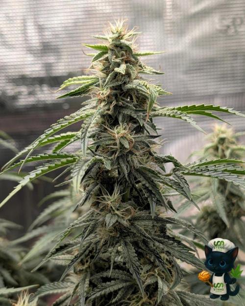 Apple Fritter STRNG style. Week 10