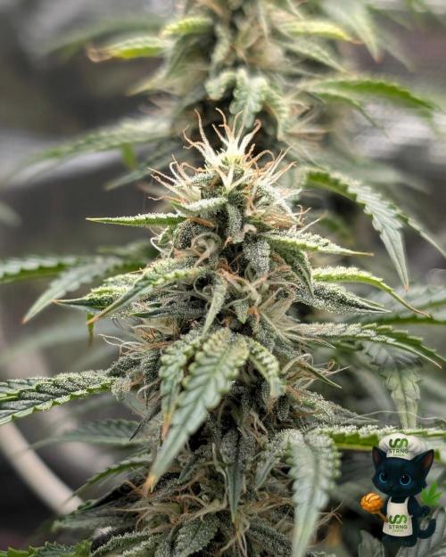 Apple Fritter STRNG style. Week 10