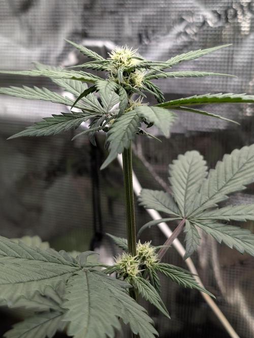 Gettin Frosty with Da Boys. Week 6