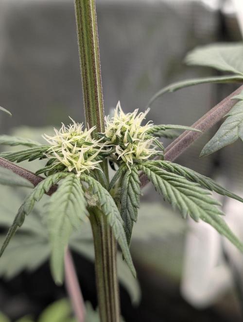 Gettin Frosty with Da Boys. Week 6