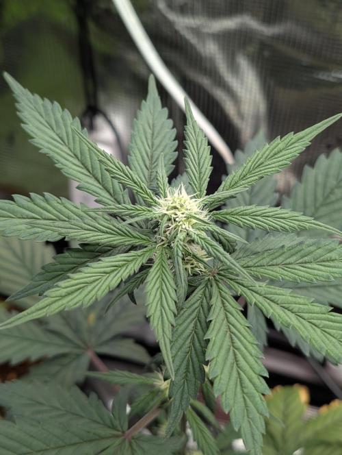 Gettin Frosty with Da Boys. Week 6