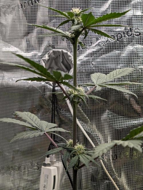 Gettin Frosty with Da Boys. Week 6